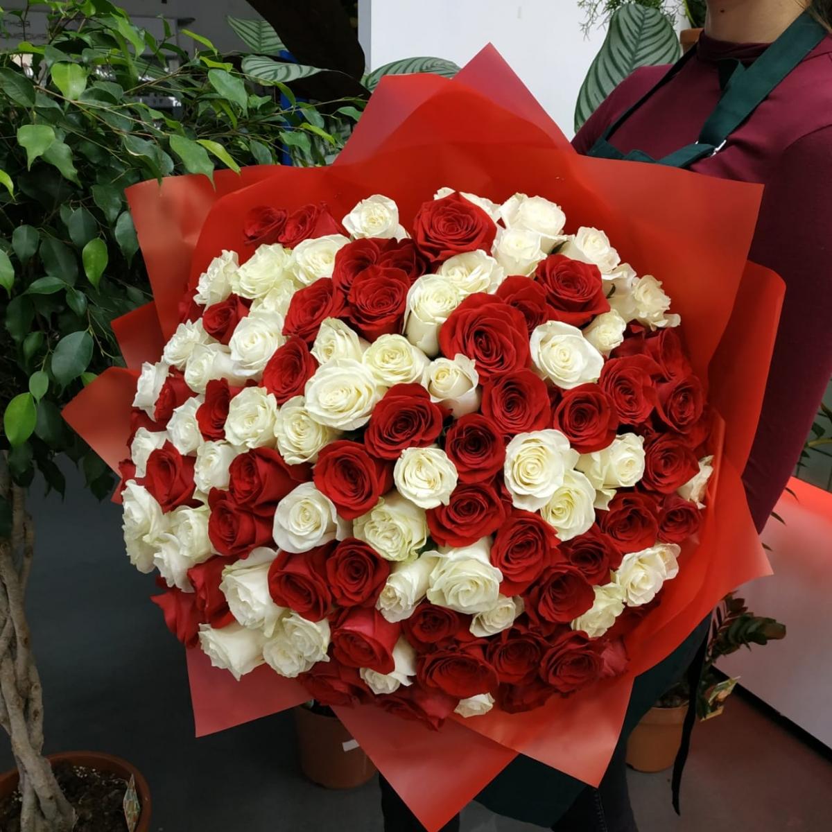 Букет из 101 розы (красные и белые розы) (articul  95704)